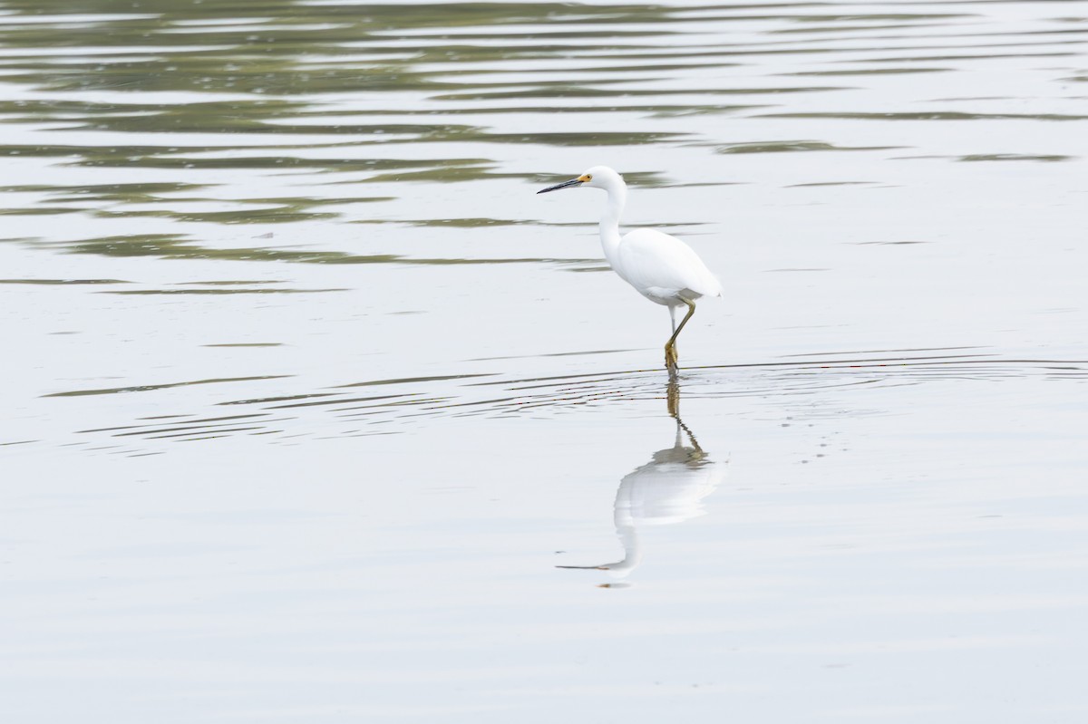 Snowy Egret - ML641815389