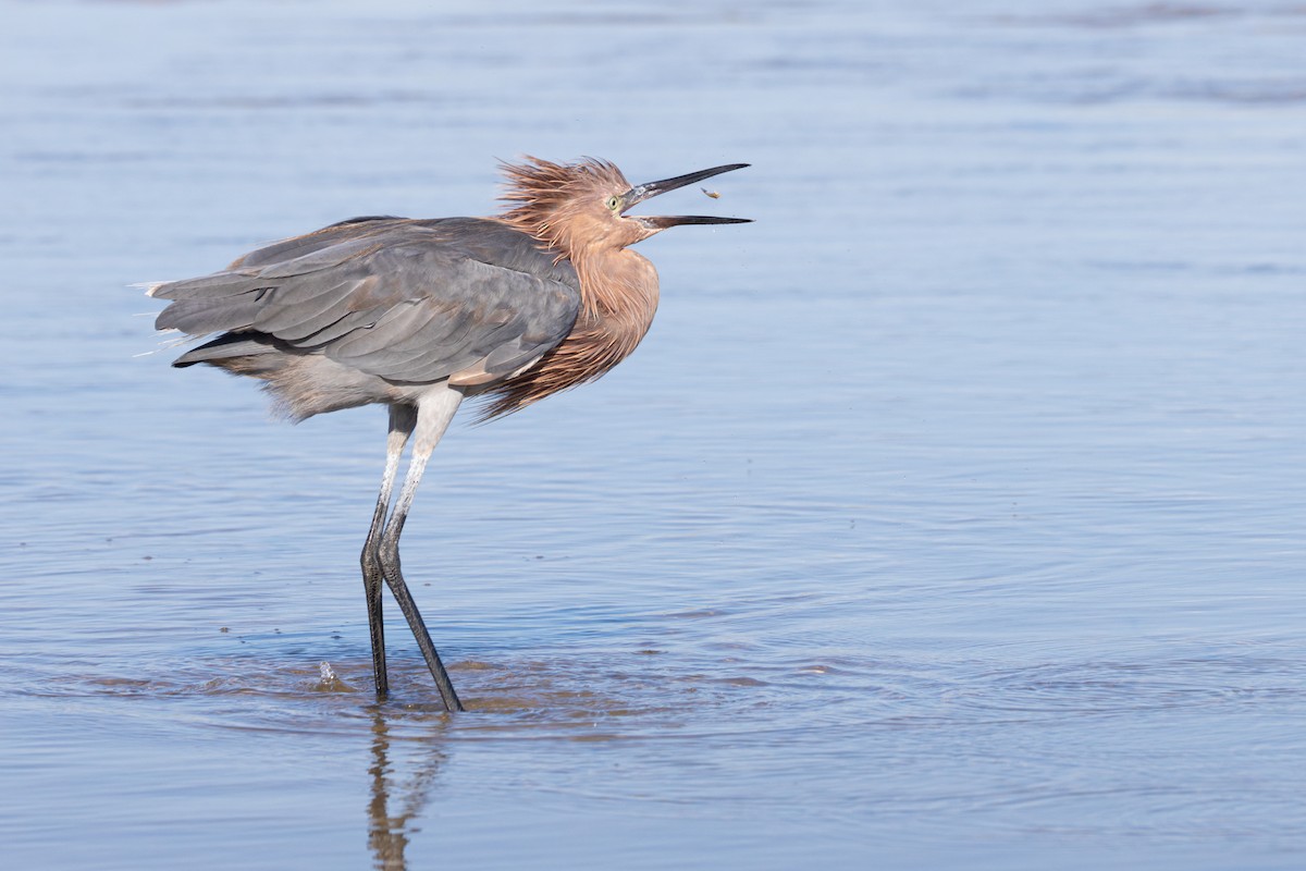 Reddish Egret - ML641815390