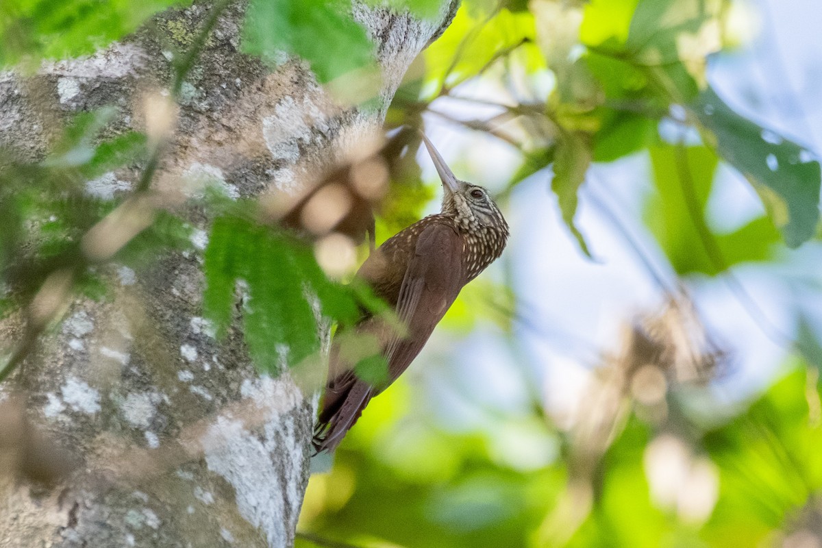 Straight-billed Woodcreeper - ML641815393