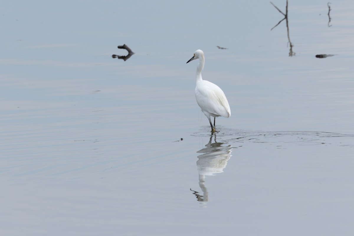 Snowy Egret - ML641815394