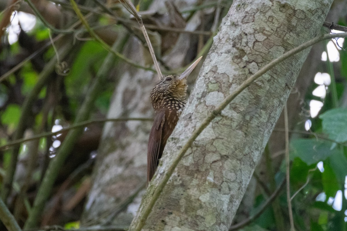 Straight-billed Woodcreeper - ML641815395