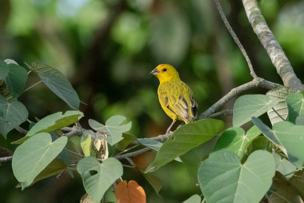 Saffron Finch - ML641815400