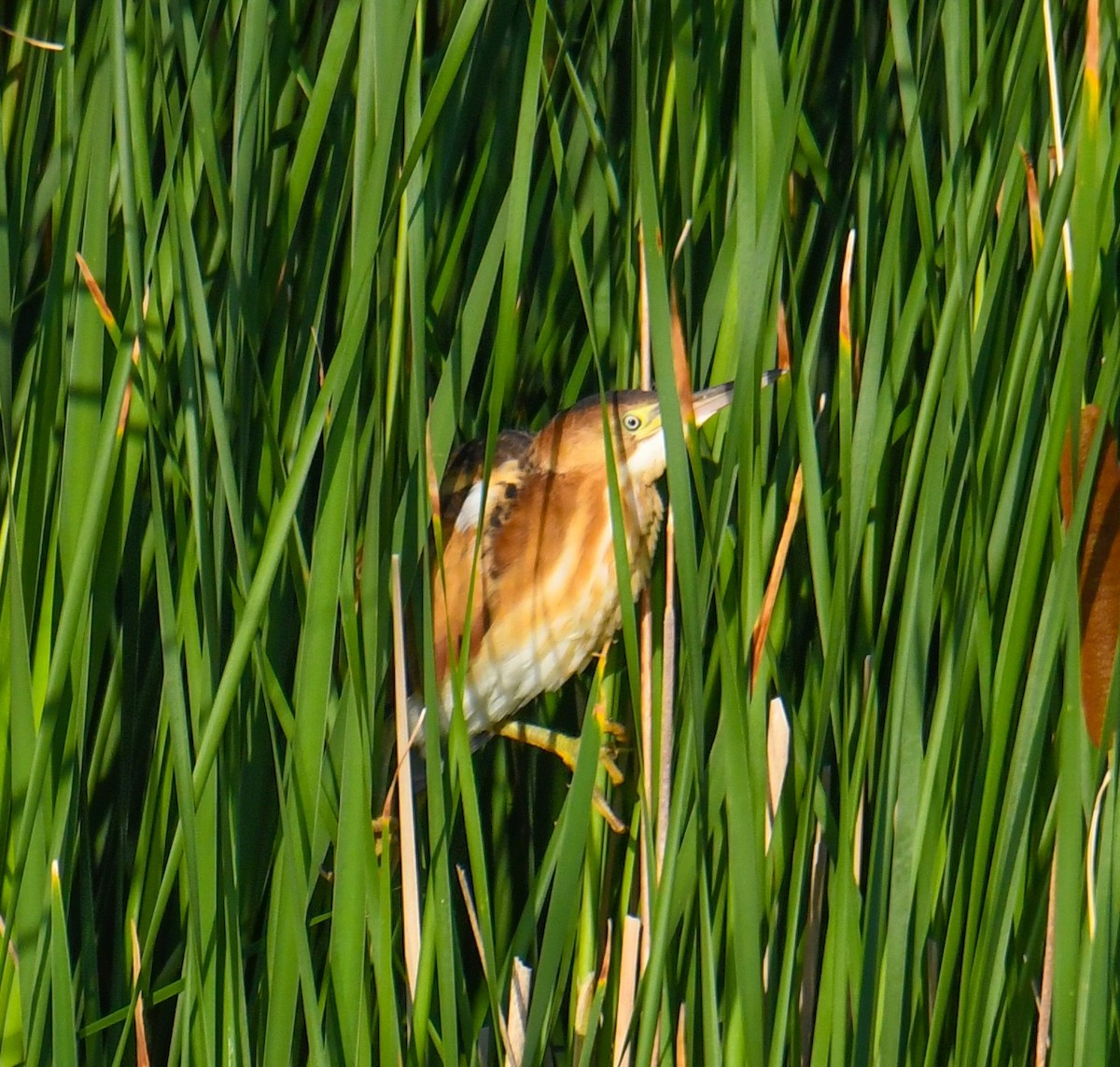 Least Bittern - Shawn Kuck