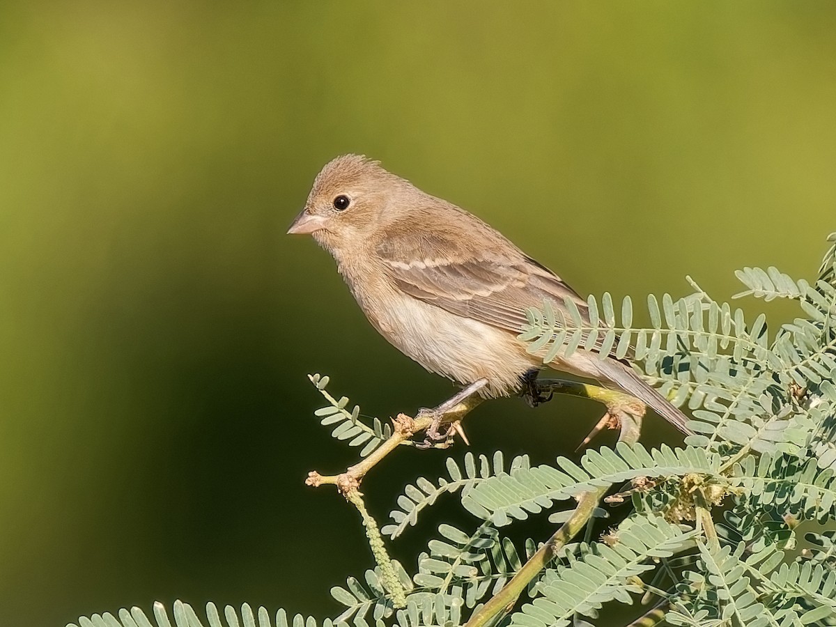 Lazuli Bunting - ML641815430