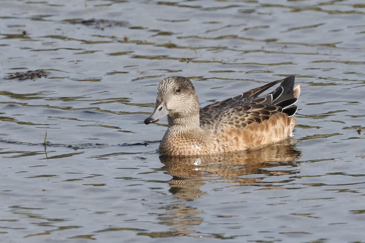Canard d'Amérique - ML641815434