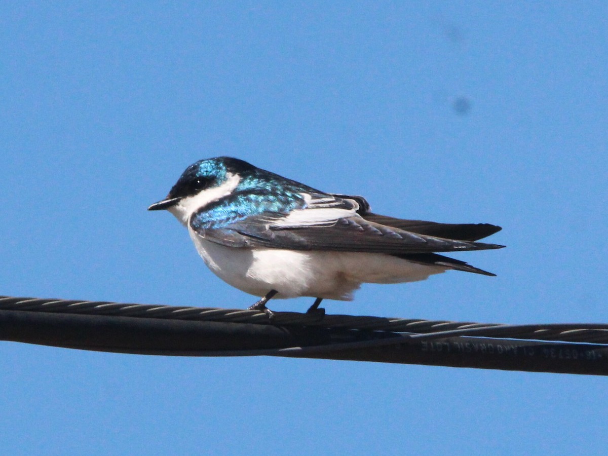 White-winged Swallow - ML641815437