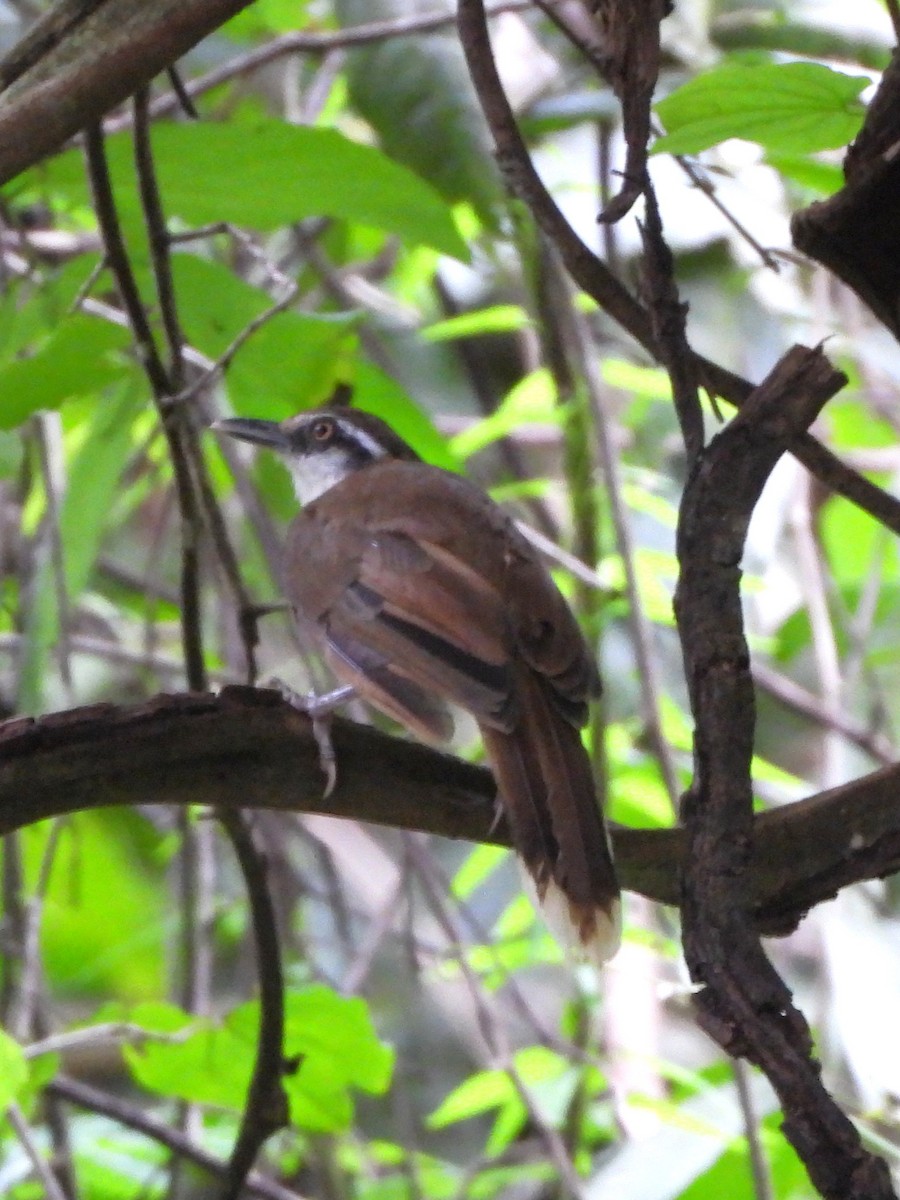 Lesser Necklaced Laughingthrush - ML641815439