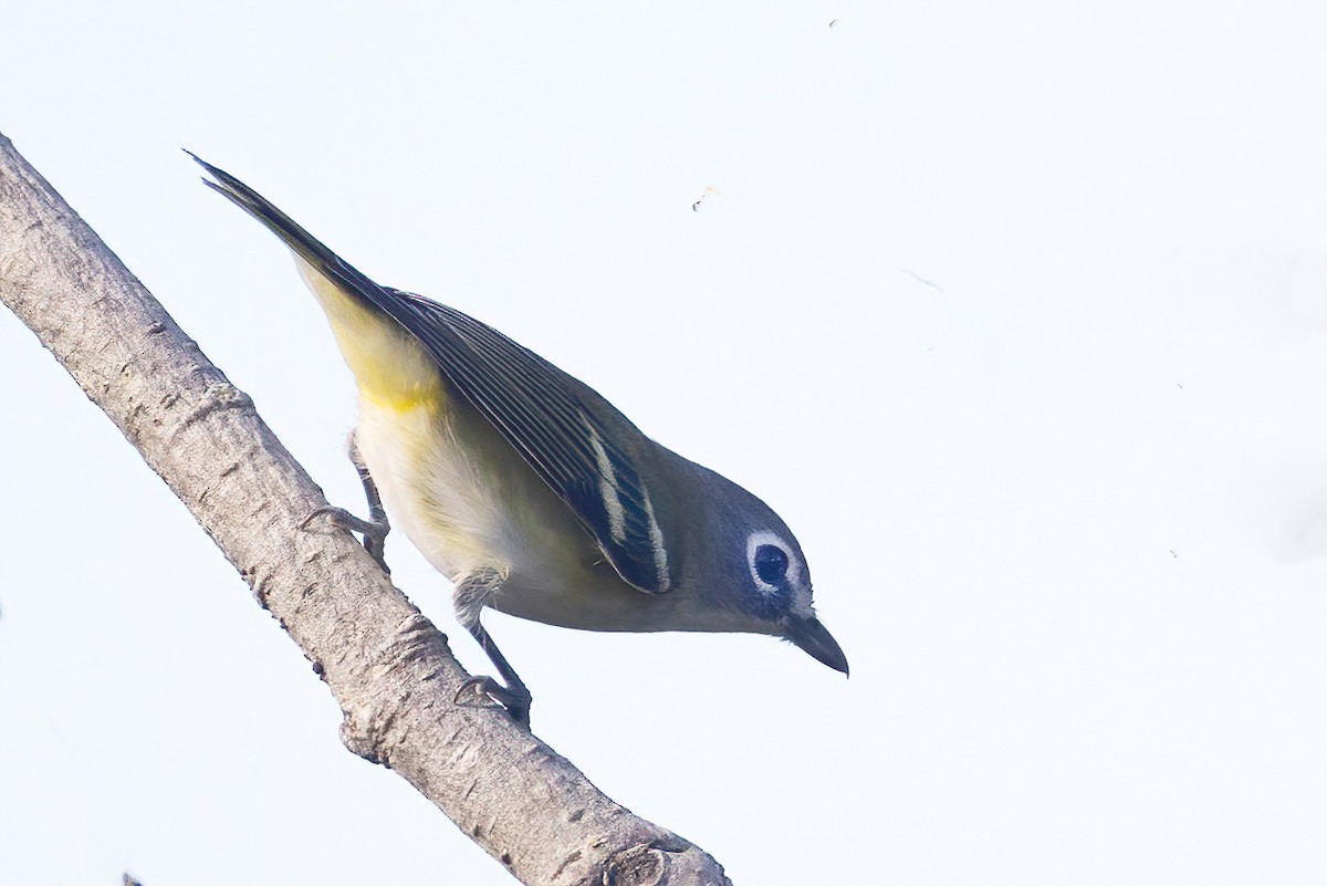 Blue-headed Vireo - ML641815444
