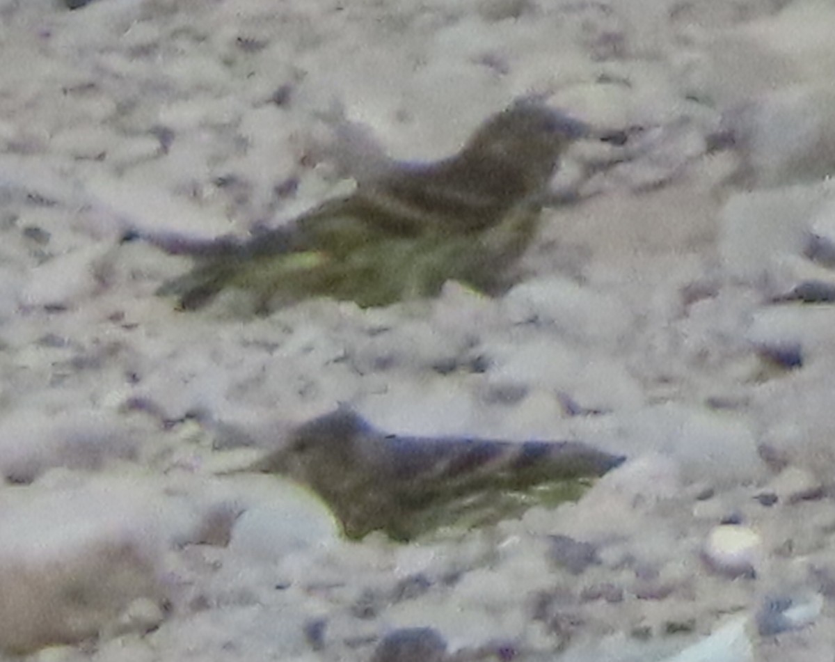 Pine Siskin - ML641815452