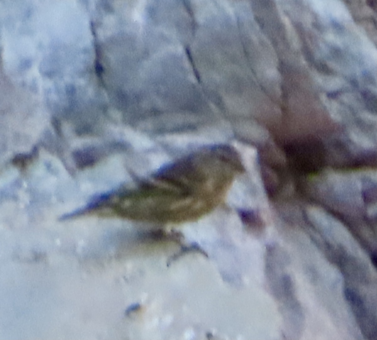 Pine Siskin - ML641815454