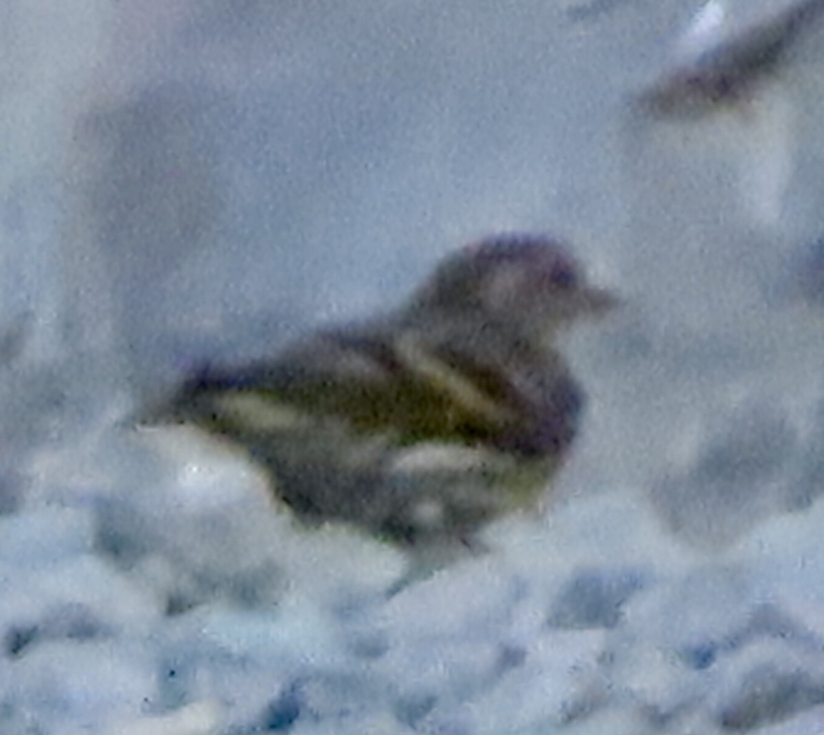 Pine Siskin - ML641815456
