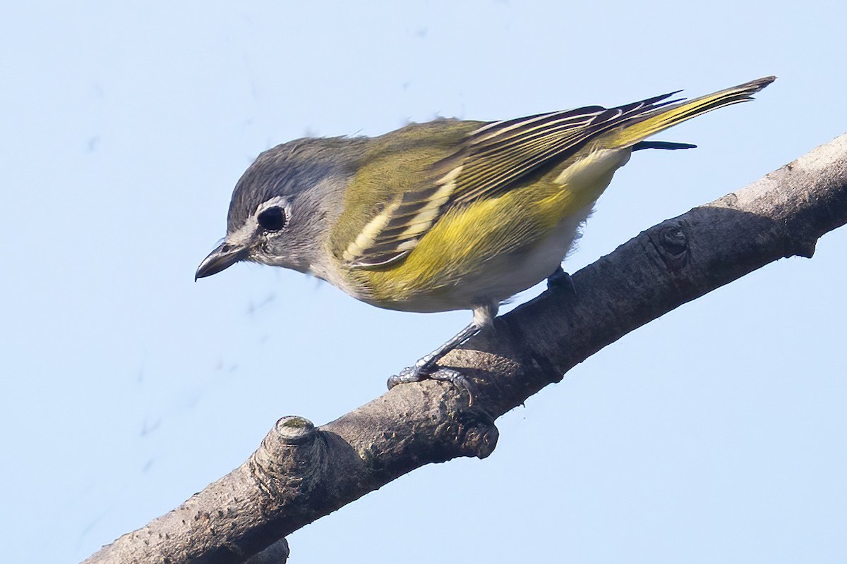 Blue-headed Vireo - ML641815478