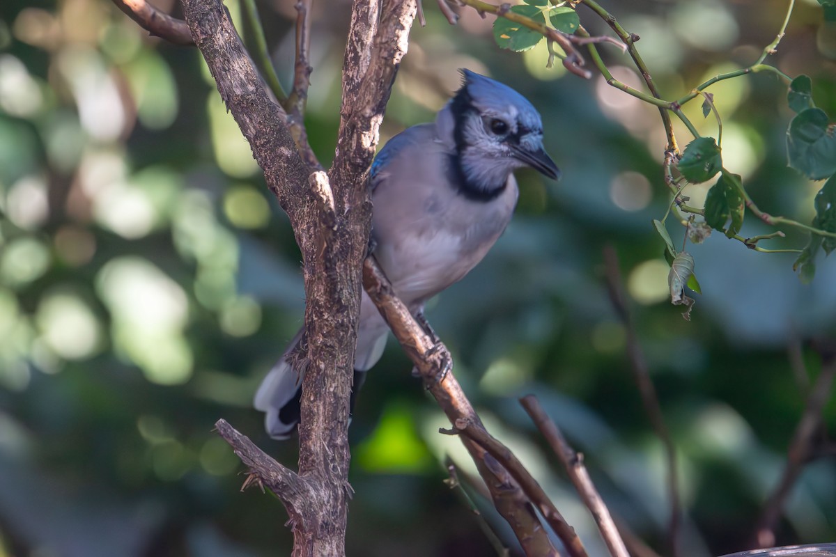 Blue Jay - ML641815480