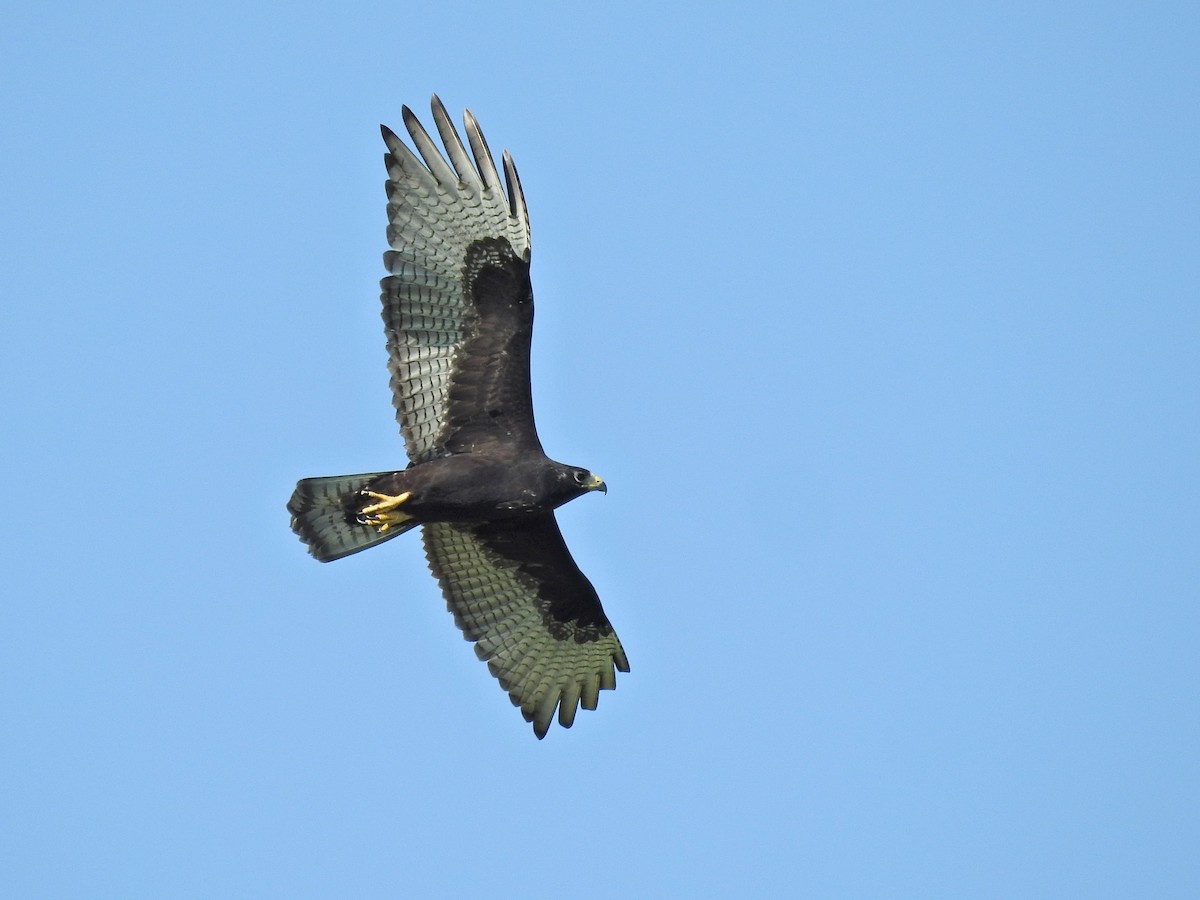 Zone-tailed Hawk - ML641815482