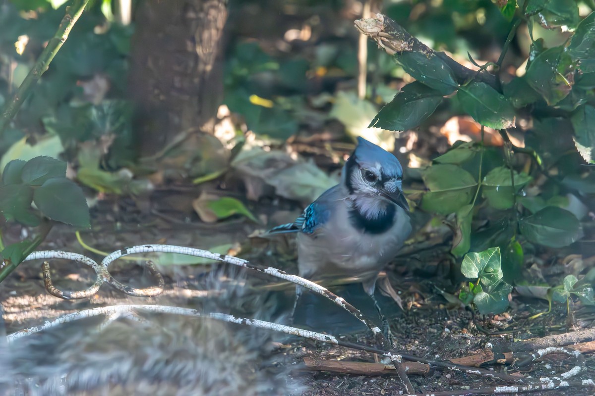 Blue Jay - ML641815487