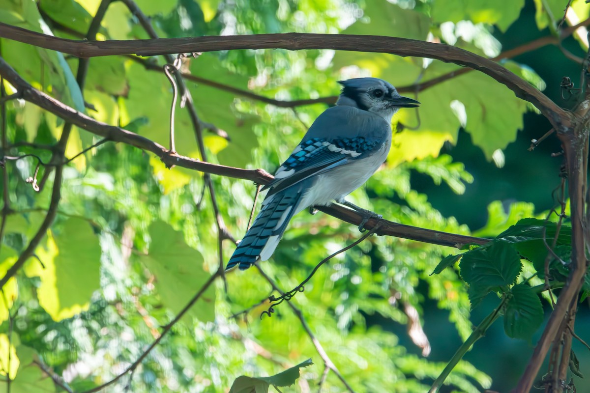 Blue Jay - ML641815492