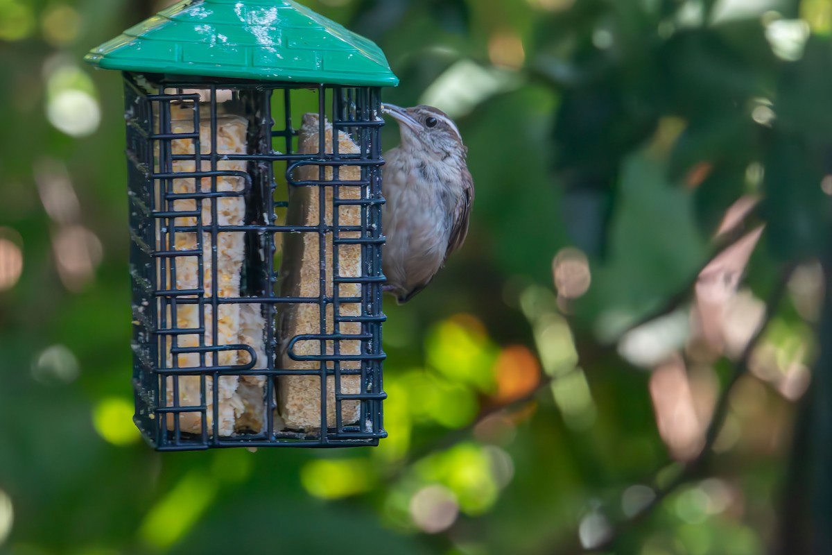 Carolina Wren - ML641815495