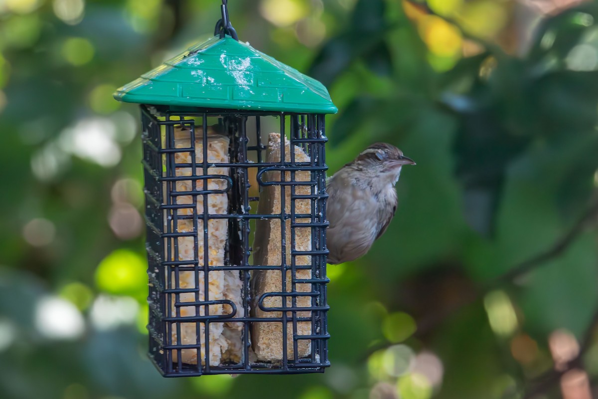 Carolina Wren - ML641815497