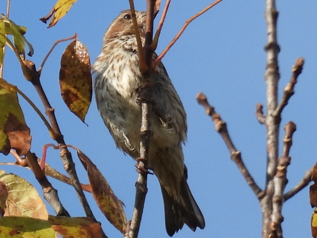 Rose-breasted Grosbeak - ML641815511