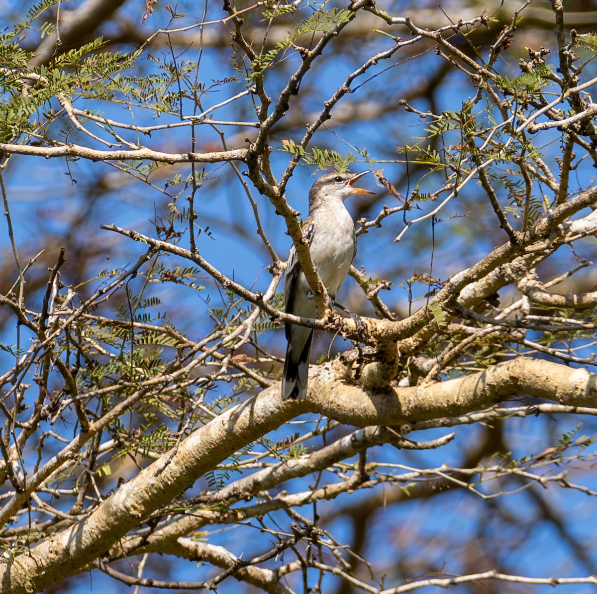 White-shouldered Triller - ML641815568