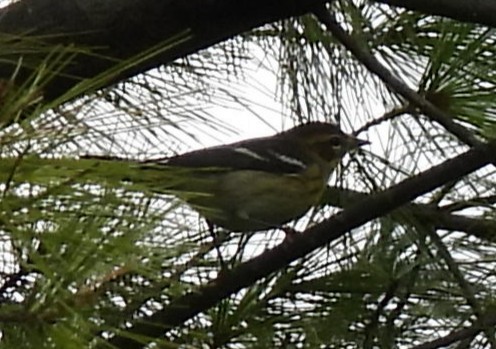 Blackburnian Warbler - ML641815593