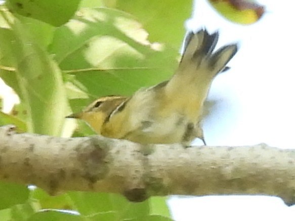 Blackburnian Warbler - ML641815594