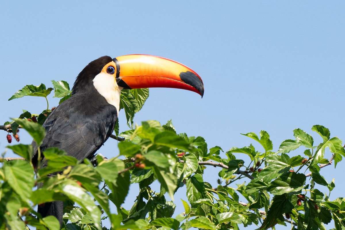Toco Toucan - ML641815604