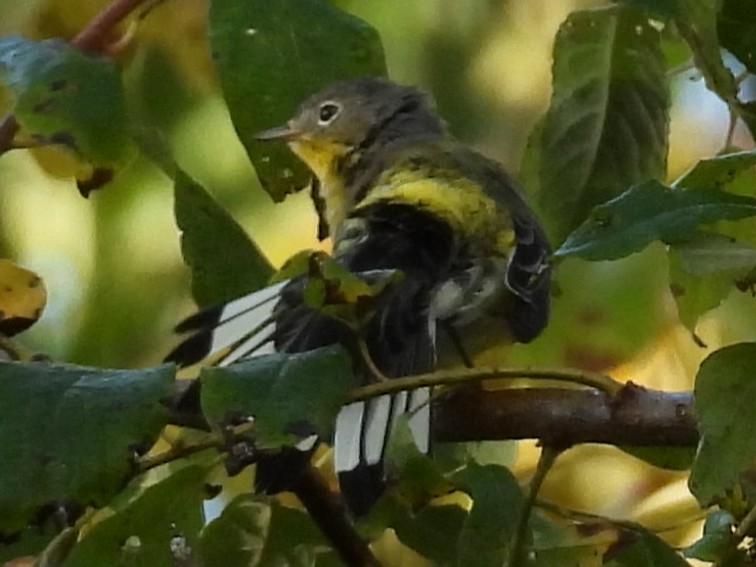 Magnolia Warbler - ML641815608