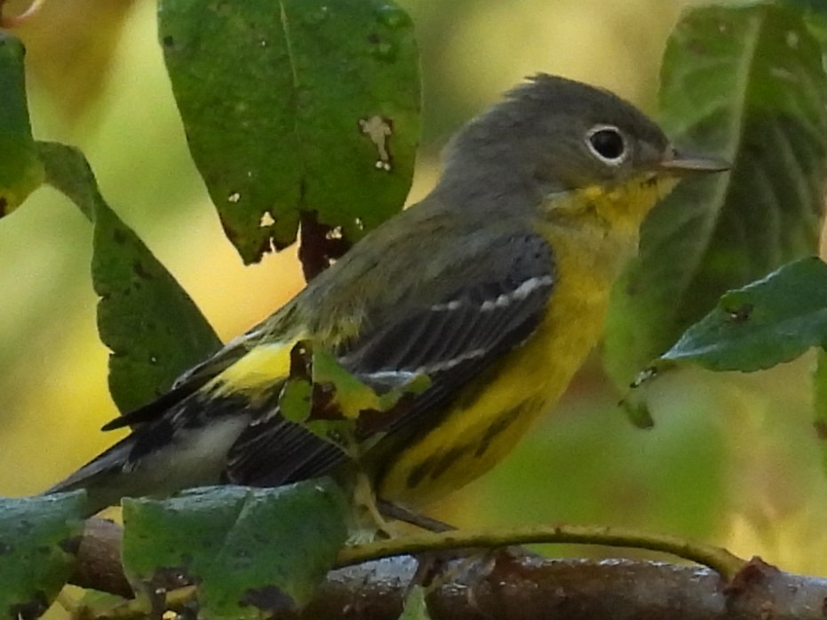 Magnolia Warbler - ML641815609