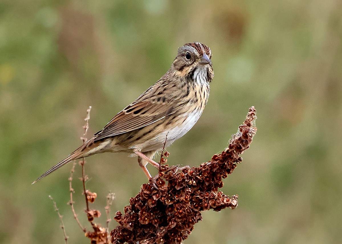 Lincoln's Sparrow - ML641815614