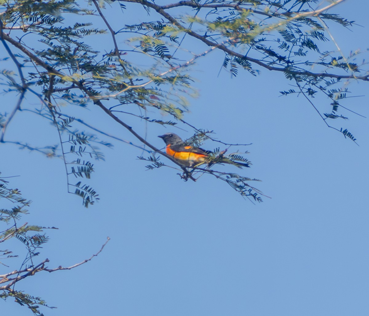 Small Minivet - ML641815621