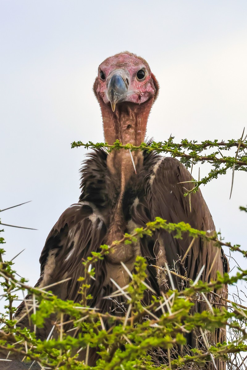 Lappet-faced Vulture - ML641815625