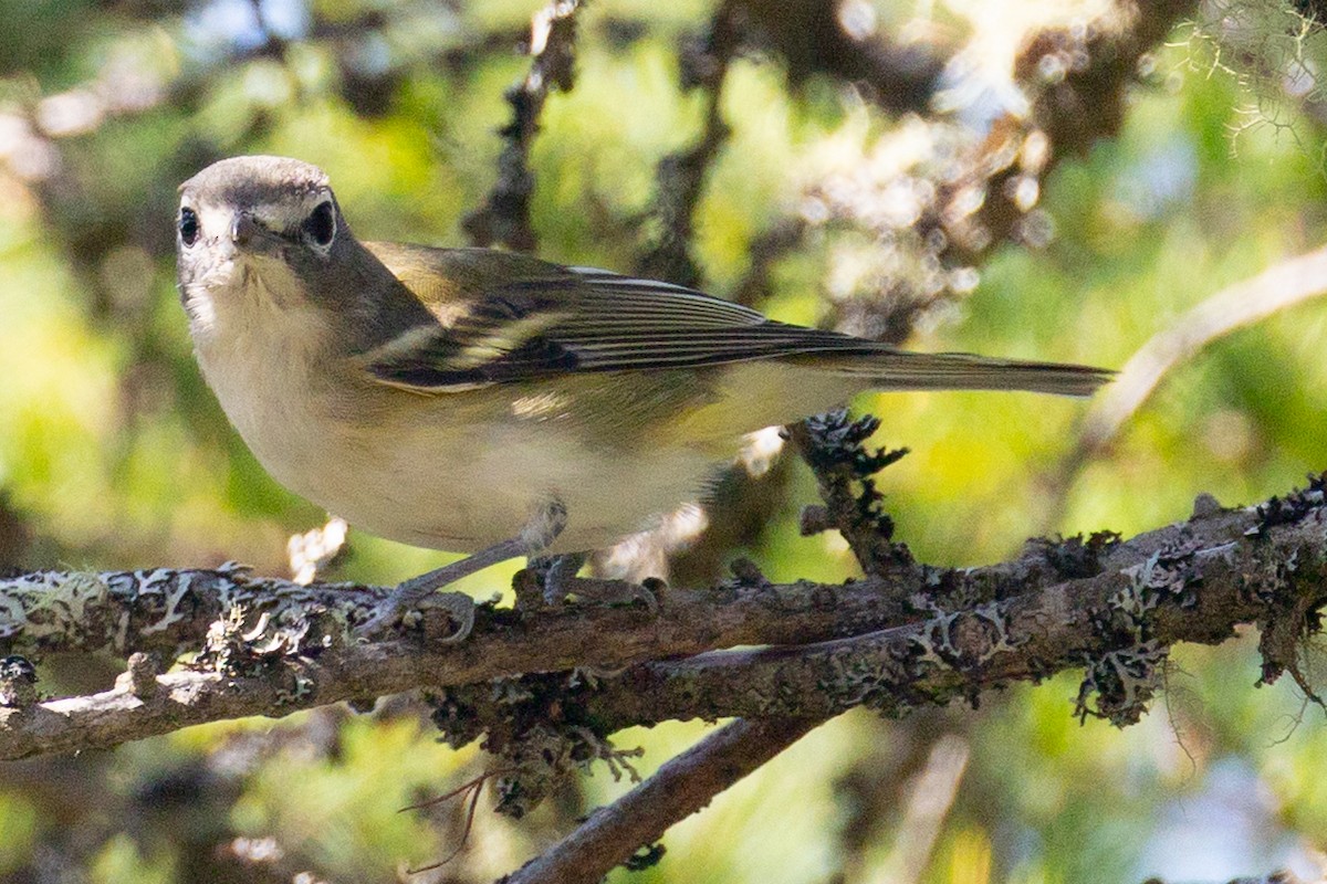 Blue-headed Vireo - ML641815643