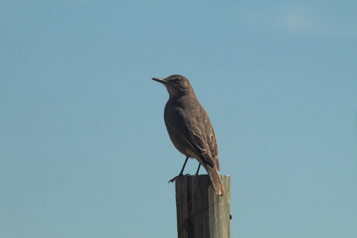 Black-billed Shrike-Tyrant - ML641815654