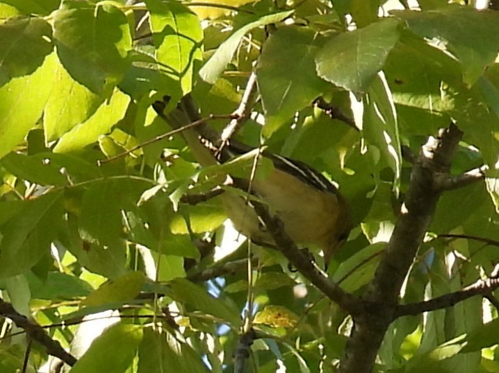 Bay-breasted Warbler - ML641815657