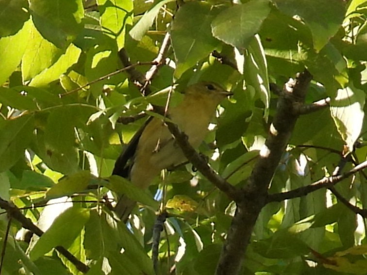 Bay-breasted Warbler - ML641815658
