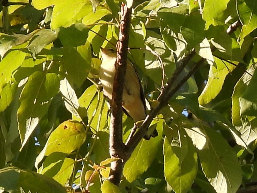 Bay-breasted Warbler - ML641815659