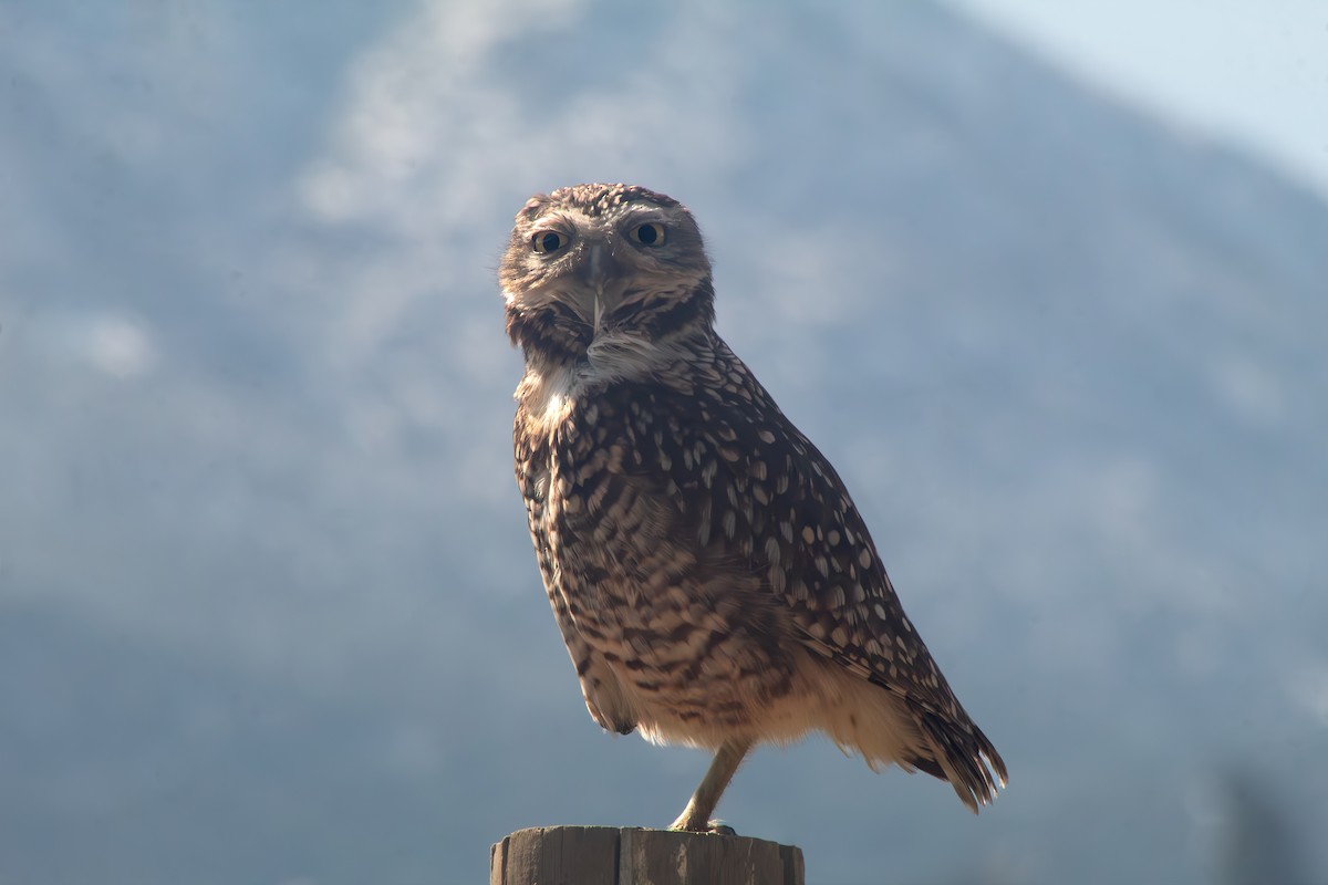 Burrowing Owl - ML641815668