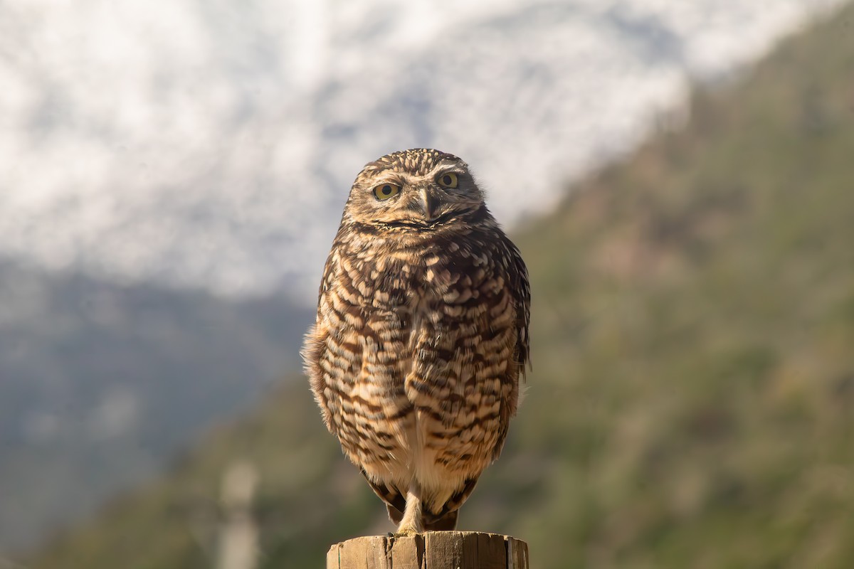 Burrowing Owl - ML641815669