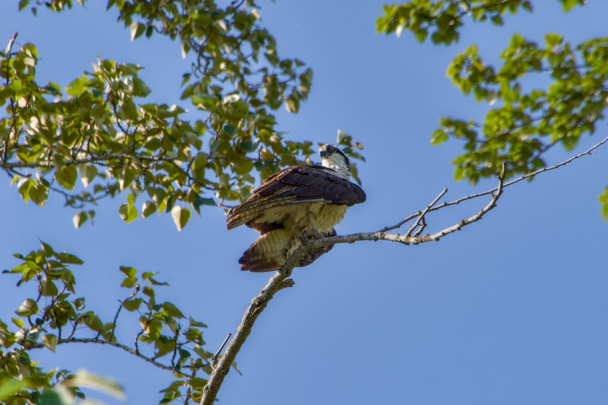 orlovec říční - ML641815719