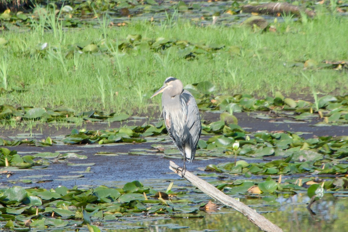 volavka velká - ML641815731