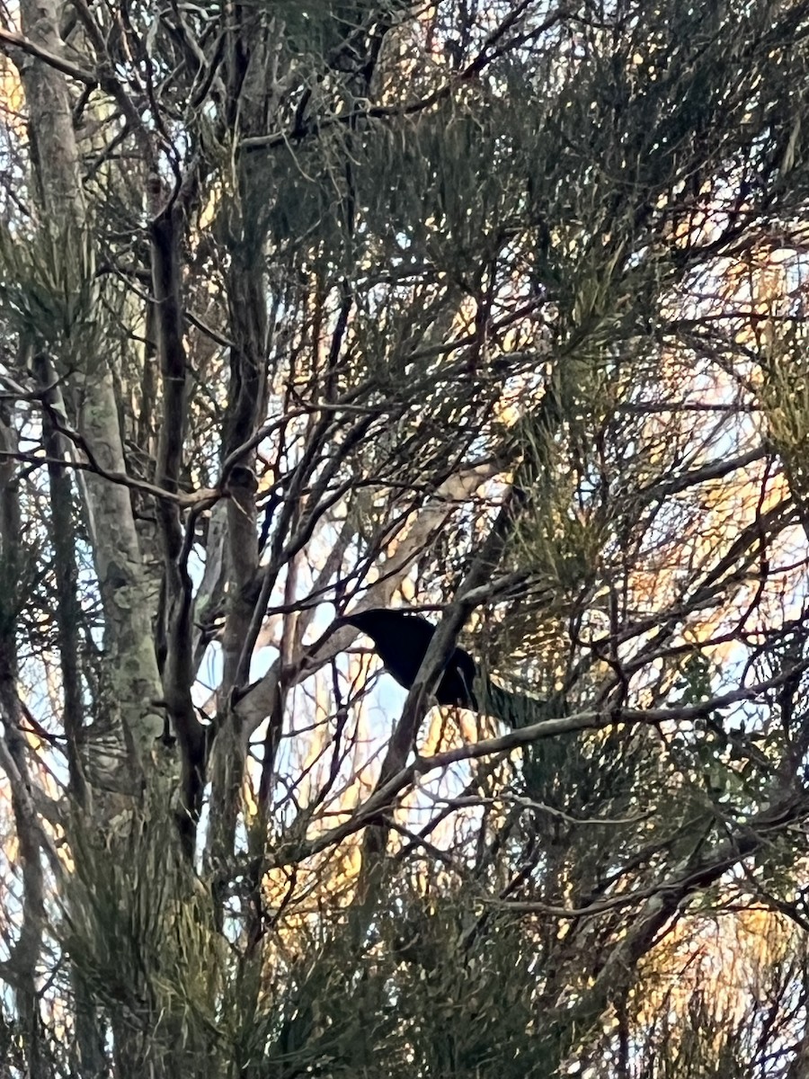 Spangled Drongo - ML641815733
