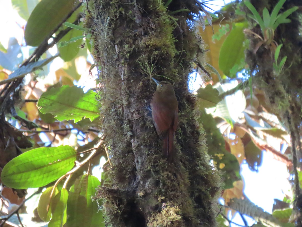 Tyrannine Woodcreeper - ML641815777
