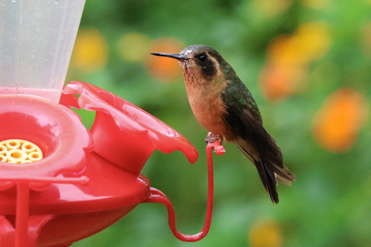 Speckled Hummingbird - ML641815795