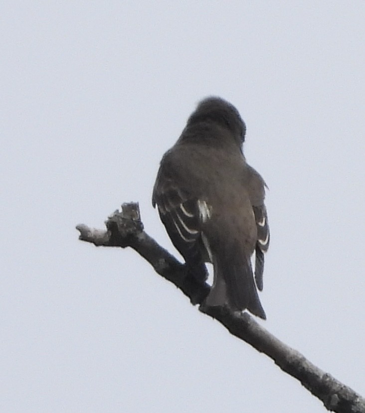 Olive-sided Flycatcher - ML641815797
