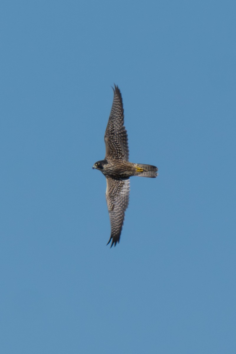 Peregrine Falcon - ML641815799