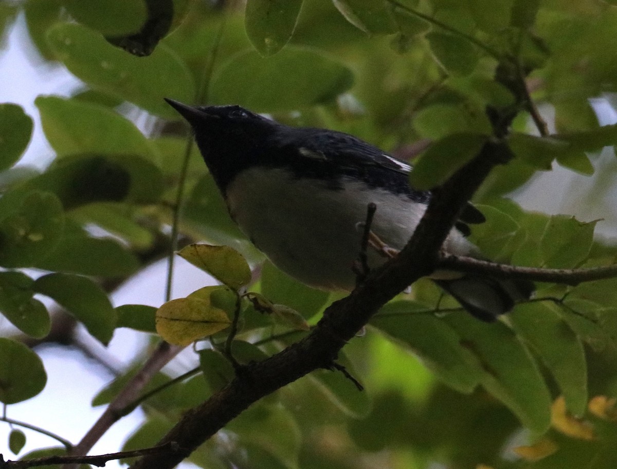 Black-throated Blue Warbler - ML641815847