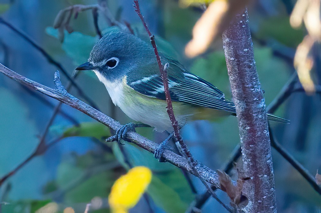 Blue-headed Vireo - ML641815853