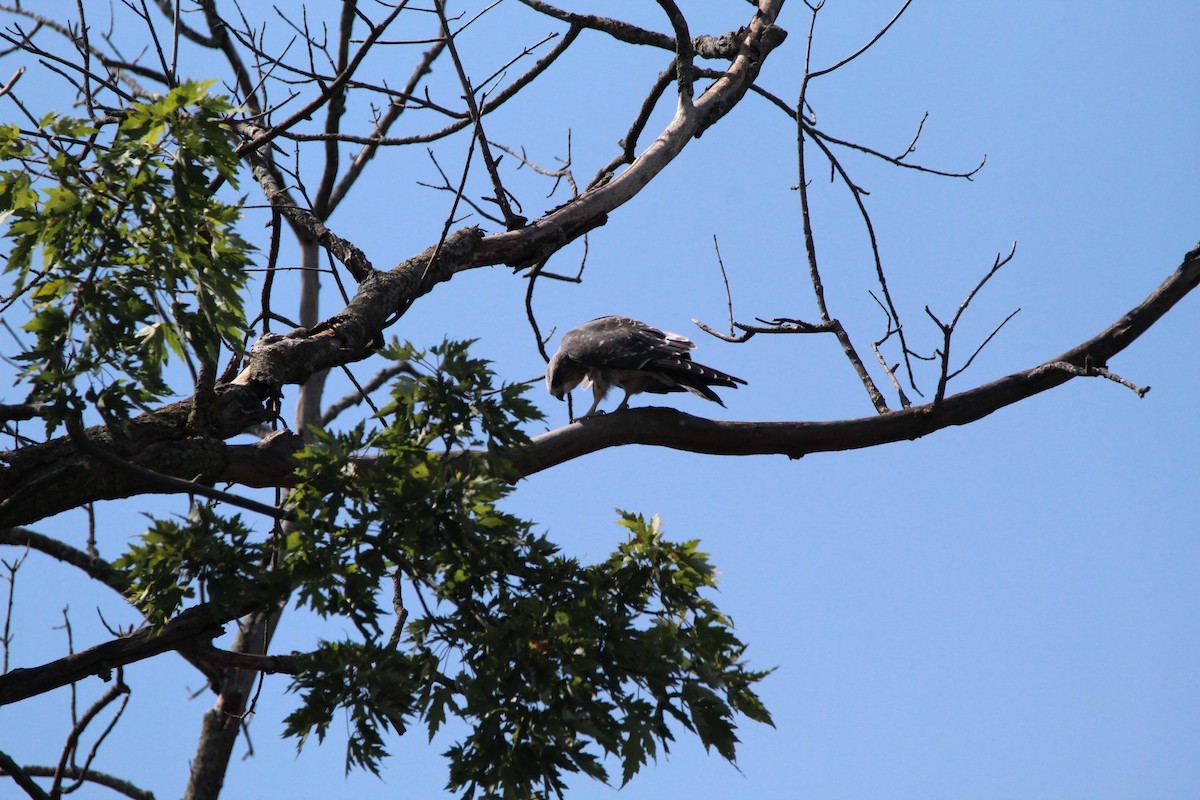 Mississippi Kite - ML641815865