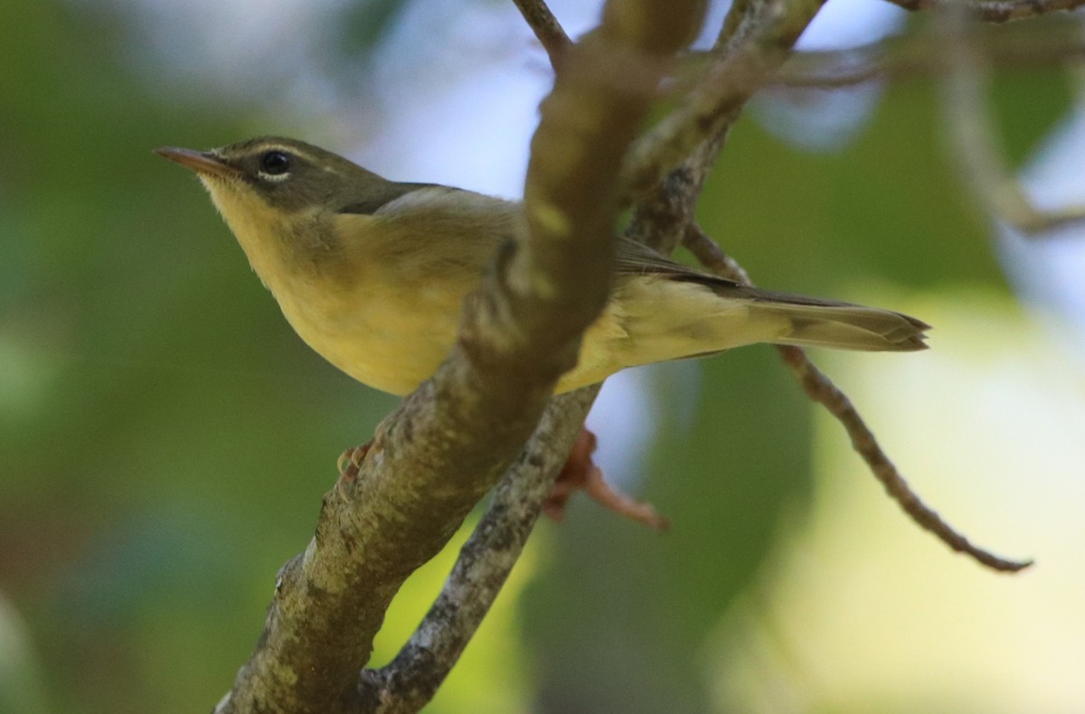 Black-throated Blue Warbler - ML641815869